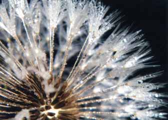 June Award - "Dandilion No 1" by Kristi L. Hall, Madison WI - Photography, SOLD